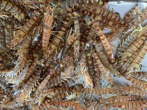日本對蝦斑節蝦